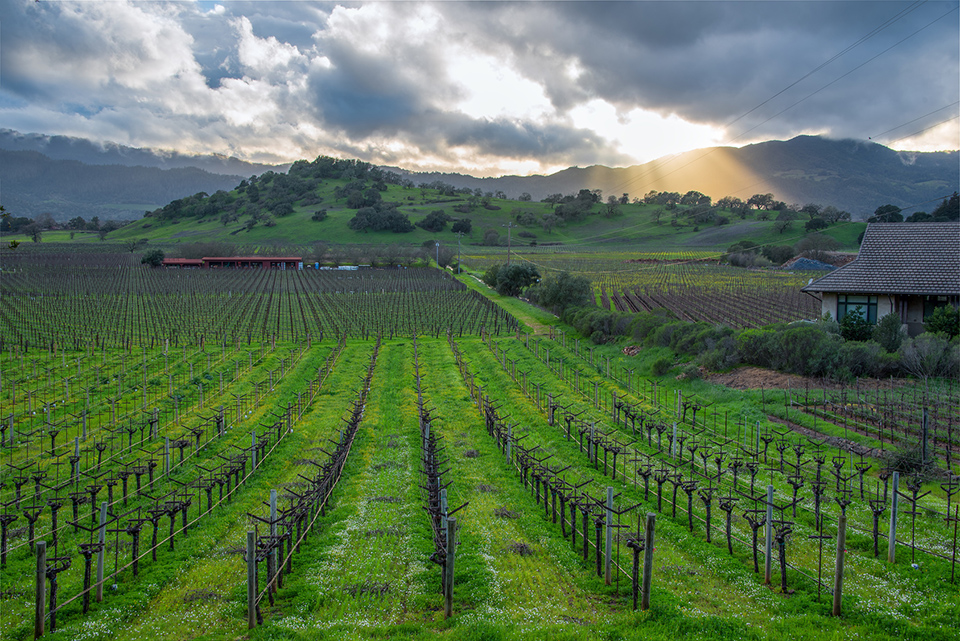 Sunset in Napa Valley