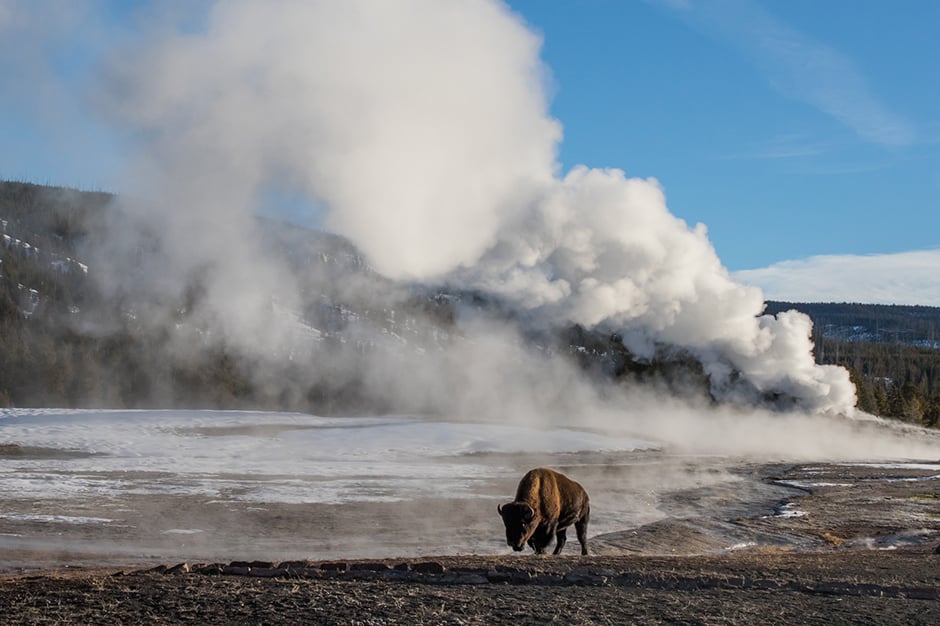 buffalo by the geyser at Yellowstone National Park