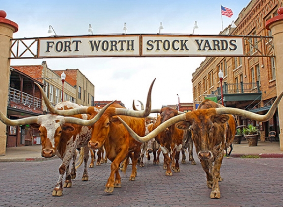 steer in Fort Worth Texas downtown streets