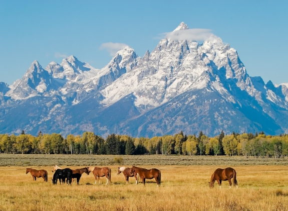 Grand_Teton_Horses