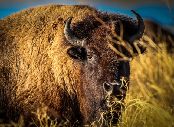 Buffalo grazing along the Teton Valley rangeland
