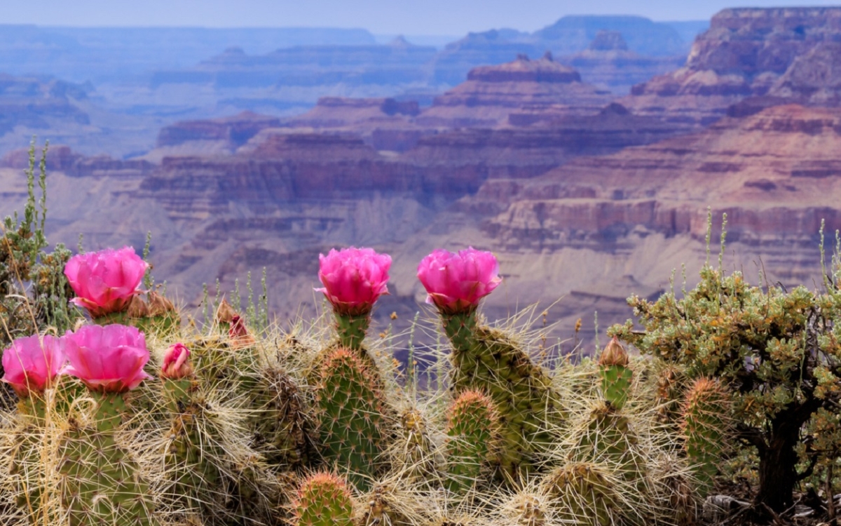 Grand-Canyon-View-Prickly-Pear-Cactus Grand-Canyon-View-Prickly-Pear-Cactus