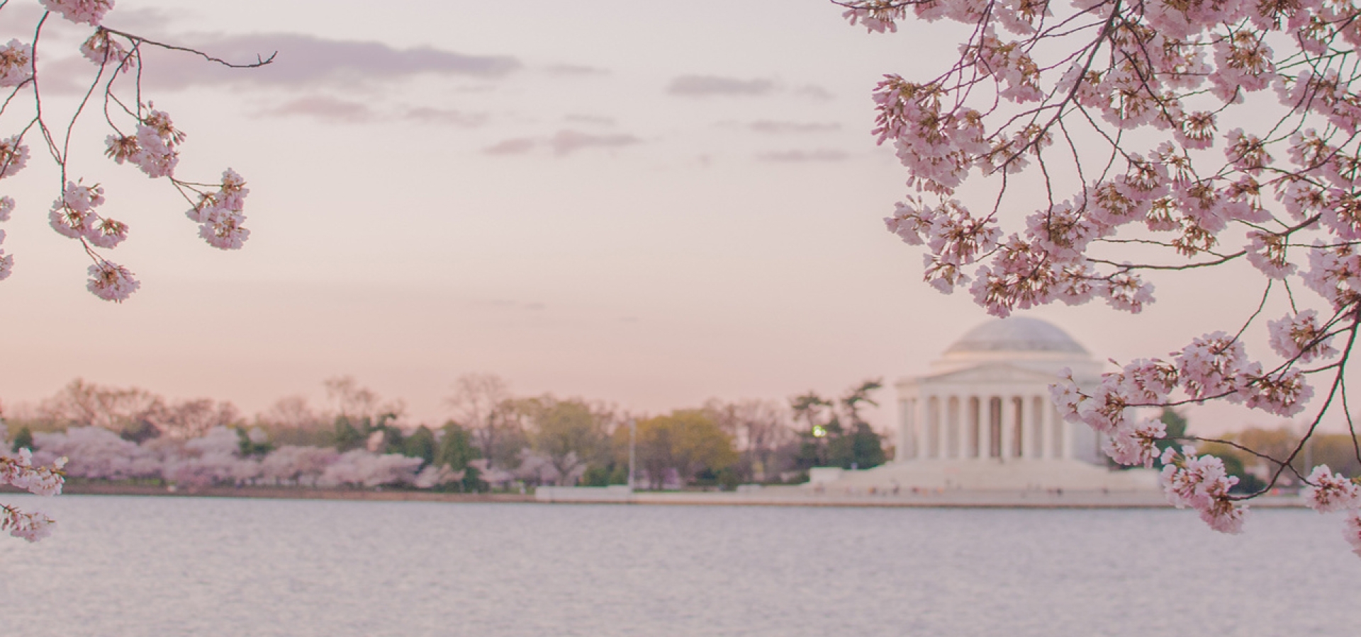 Cherry Blossoms in Washington DC 1800x600