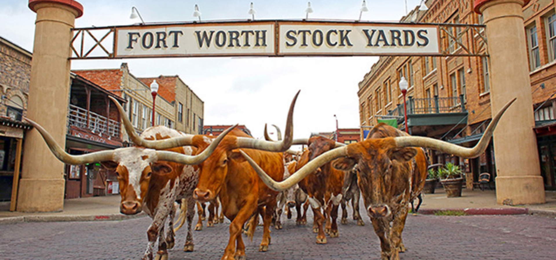 Fort Worth Texas Steer steer in Fort Worth Texas downtown streets