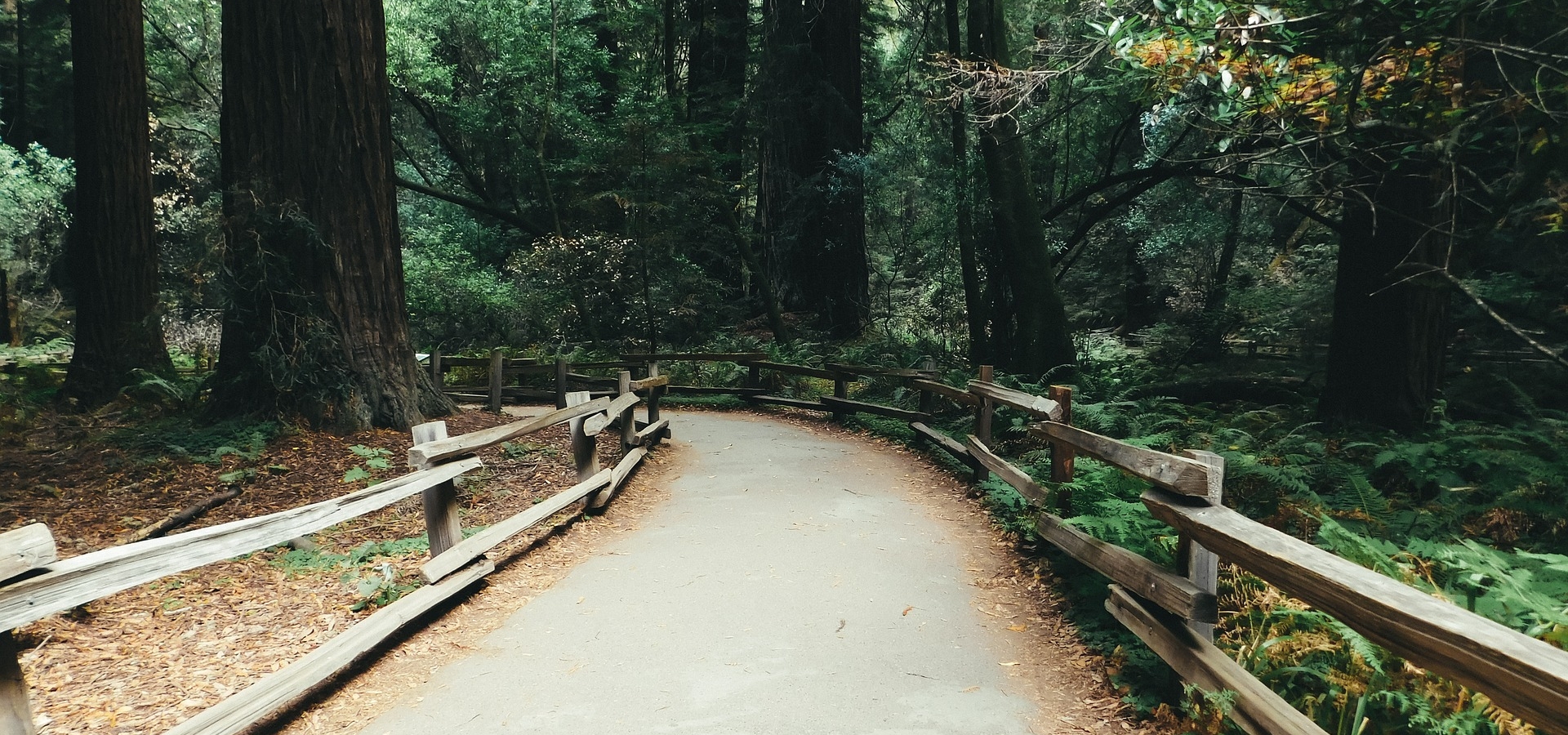 Muir Woods Muir Woods