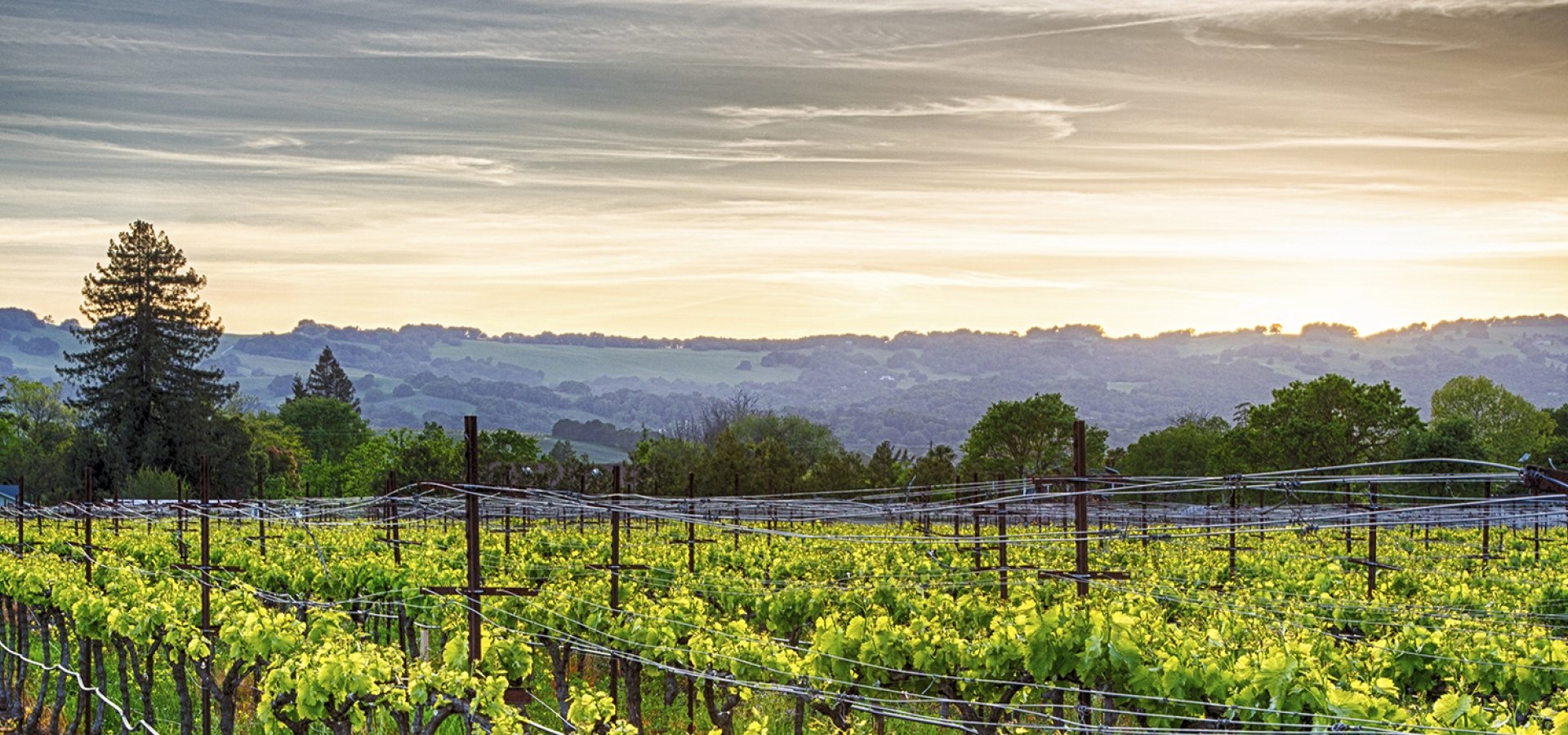 Vineyard Sunset