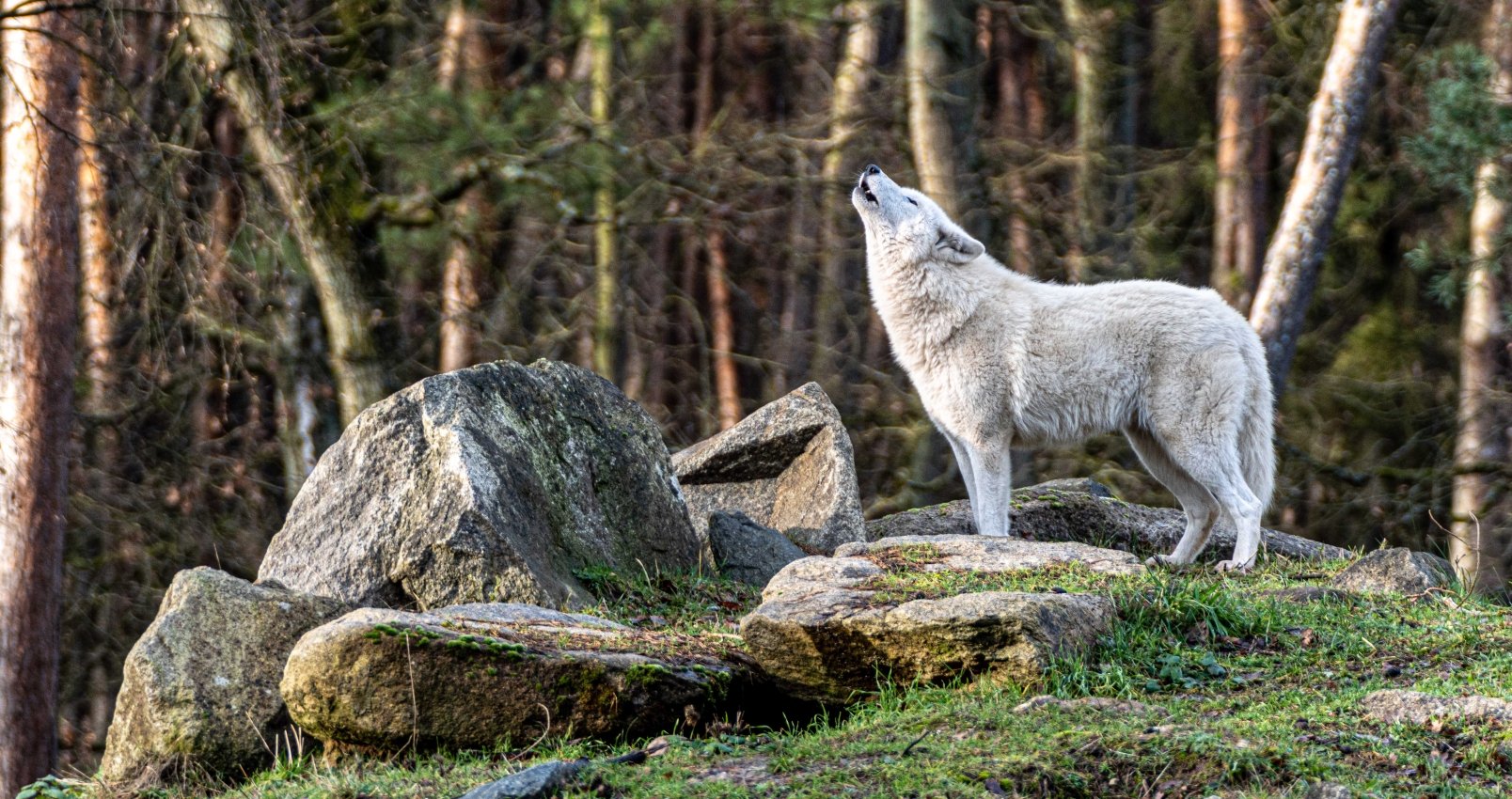 wolf in national park howling