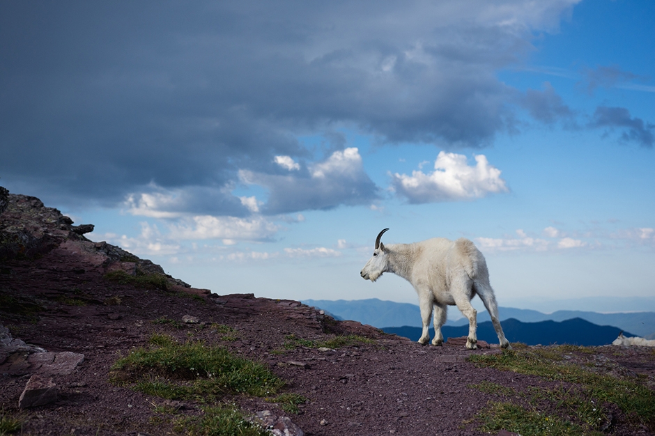 Glacier National Park - Mountain Goat