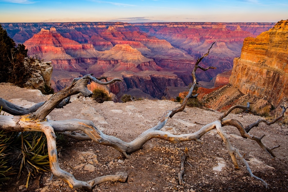 Grand canyon sunset landscape with dry tree foreground, USA