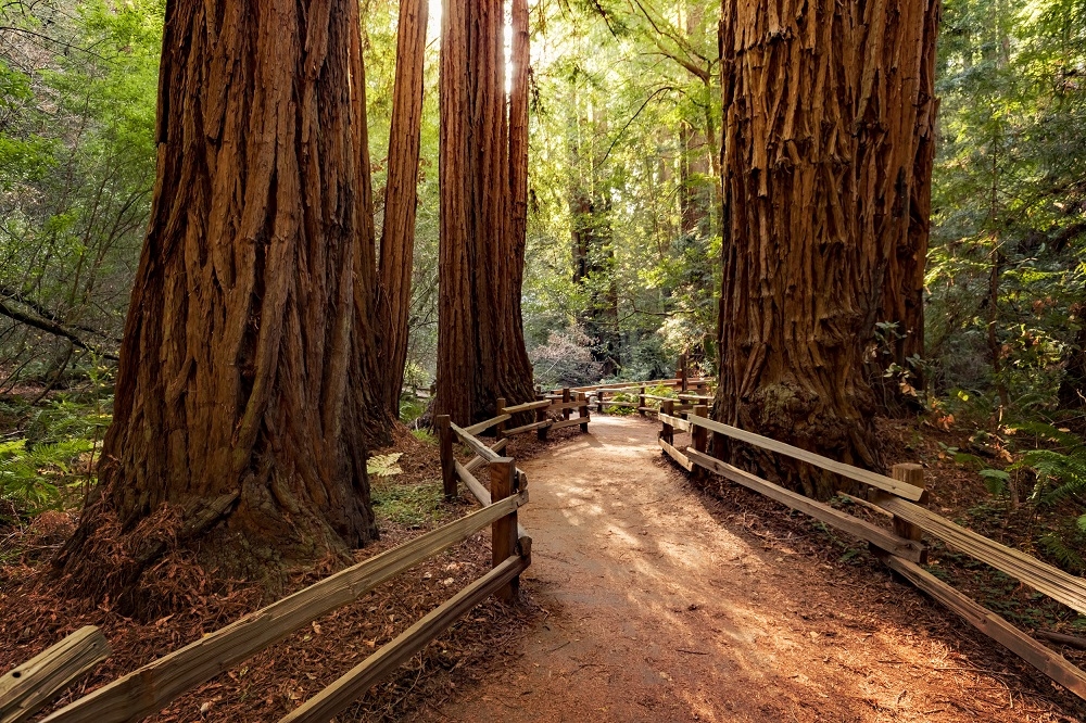 Pacific Northwest - Muir Woods