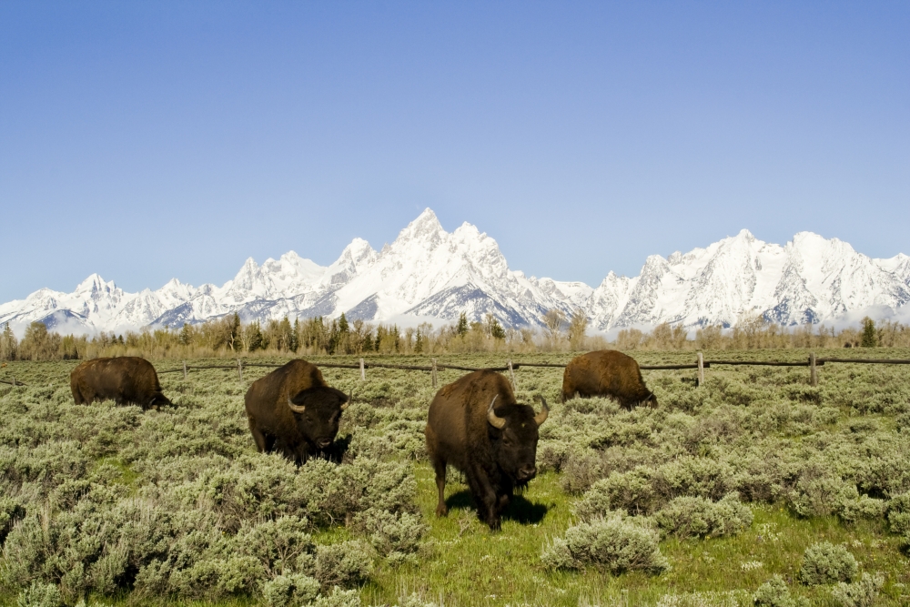 Buffalo grazing by the Grand Tetons